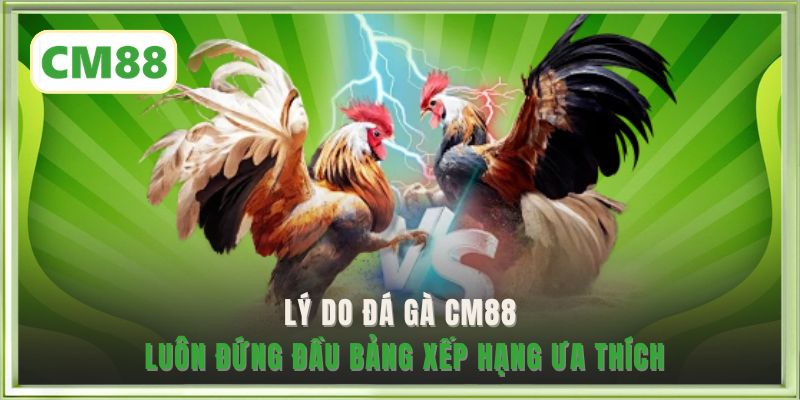 Lý do đá gà CM88 luôn đứng đầu bảng xếp hạng ưa thích